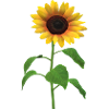 Sunflower Desgin