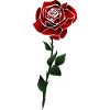 Roses Flower