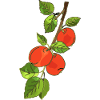 Apples