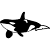 Orca Whale Sea