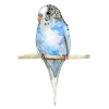 Blau gefleckt budgerigar Aquarell