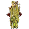 Sarracenia leucophylla Fleischfressende Pflanzen