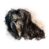 Havanese