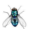 JUST FLY