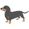 Dachshund