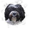 Tibet Terrier - Tibet Terrier Dog