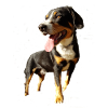 Der süße Hund