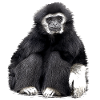 Gibbon Affe schwarz