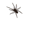 Spinne 3D