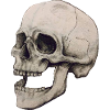 skeleton skull