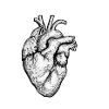 Anatomical Heart Latin Labeled Cardiology