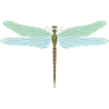 Libelle, Insekt, farbig