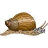 Snail