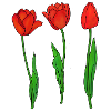 Red Tulips, Spring