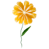 Mandarin flower 01
