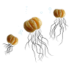 Mandarin jellyfish
