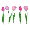 Pink Tulips, Spring