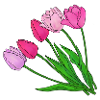 Tulipes
