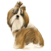 Shih Tzu Dog Brown