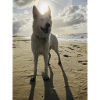 Dog on the beach