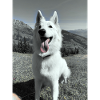 White Shepherd