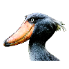 the beak in hoof