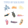 sea snails slug ocean animals