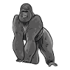Gorilla Illustration