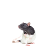 Rat Funny - Rat Whisperer