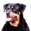 Beauceron