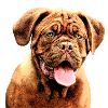 Dogue de Bordeaux