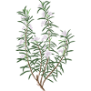 Romarin fleuri