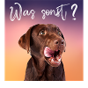 Was sonst brauner Labrador