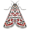 Mite