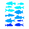 Anglerfish carp pike