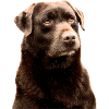 brauner Labrador
