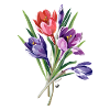 Crocuses illustration