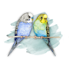 Deux aquarelle mignonnes de budgerigar