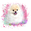 pomerian,dwarfspitz ,pointed,dog, graffiti,painting