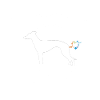 Whippet - Whippet Hund