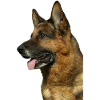Portrait of German Shepherd