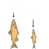 Min fisk, pappas fisk