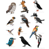 Farverige fugle Tegning Bird Friend Ornitolog