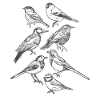 Bird hand drawn birds