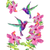 Hummingbirds fluttering between fuchsias