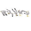 Möwen Yoga