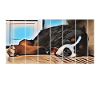 Bernese mountain dog