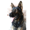 German Shepherd Profile Picture