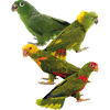 Parrots