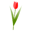 Tulpe